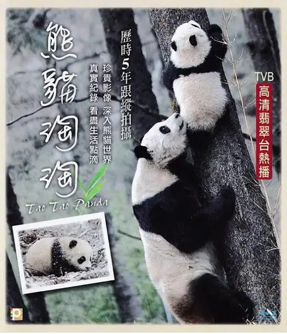 《熊猫淘淘》：国宝的成长烦恼与萌趣日常，揭秘大熊猫的可爱生活与内心世界